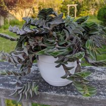 Каллизия ладьевидная (Callisia navicularis) Каллизия ладьевидная в почве