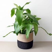Каллизия душистая (Callisia fragrans) Каллизия душистая взрослое растение