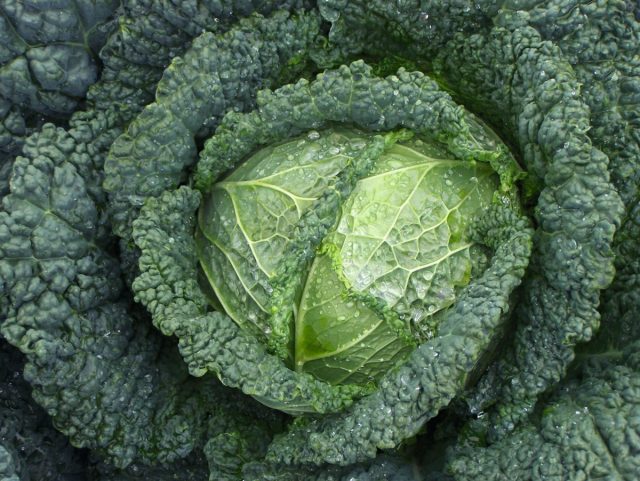 Савойская капуста (Brassica oleracea L. convar. capitata var. Sabauda) многим уже давно знакома и привычна, выращивание её тоже от белокочанной особо не отличается
