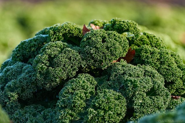 Капуста Кале (Brassica oleracea var. Sabellica)