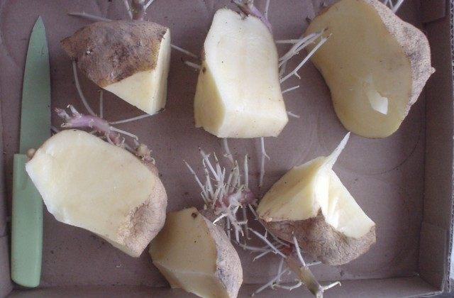 Процесс деления крупного клубня картофеля