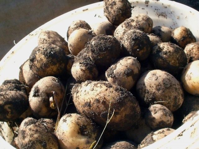 Собранный урожай картофеля