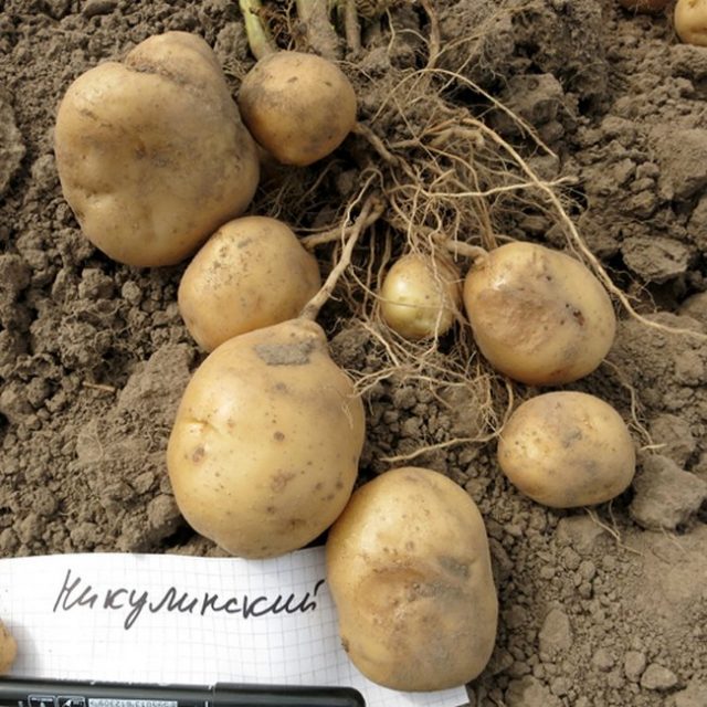Колорадский жук не очень любит некоторые сорта картофеля, в том числе «Никулинский» Колорадский жук не очень любит некоторые сорта картофеля, в том числе «Никулинский
