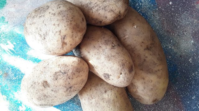 Выращивание картофеля под сеном без перекопки почвы на садовом участке