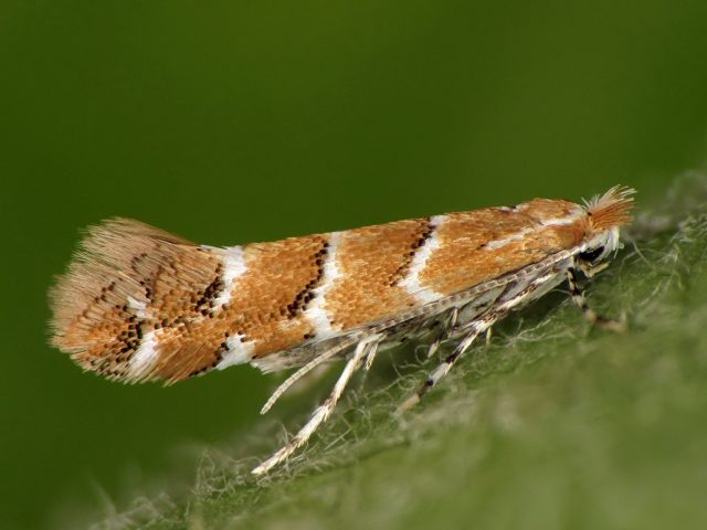 Каштановая минирующая моль (Cameraria ohridella)