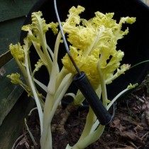 Отбеленные черешки катрана приморского