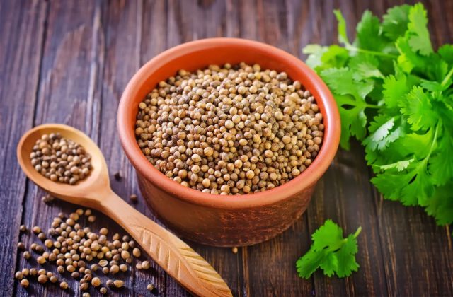 Выращивание кинзы и кориандра для получения зелени и семян