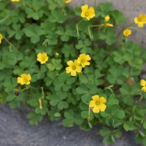 Кислица Диллениуса (Oxalis dillenii)