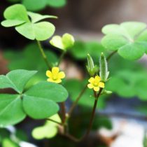 Кислица прямая (Oxalis stricta)