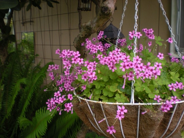 Ампельная кислица розовая (Oxalis rosea) Ампельная розовая кислица в подвесном кашпо