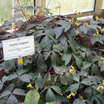 Кислица Ортгиса (Oxalis ortgiesii) Кислица Ортгиса с желтыми цветками