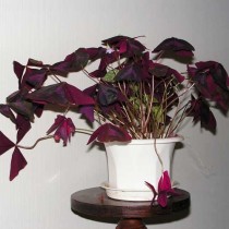 Кислица треугольная (Oxalis triangularis) Кислица треугольная с фиолетовыми листьями