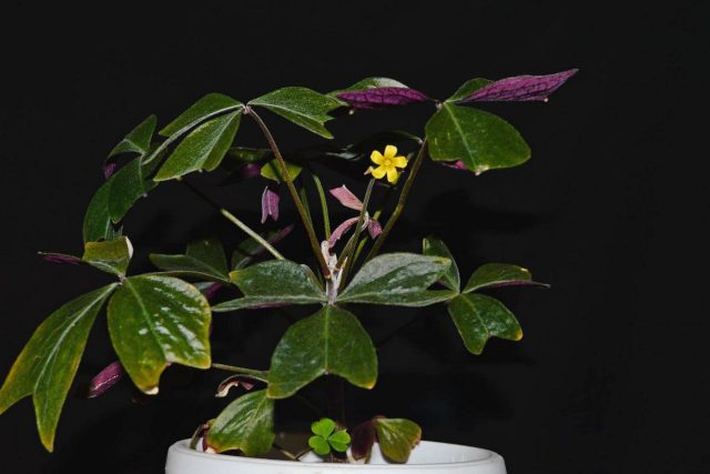 Кислица Ортгиса (Oxalis ortgiesii) Кислица Ортгиса на светлом подоконнике в интерьере
