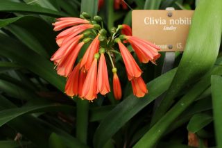 Кливия благородная (Clivia nobilis) Соцветия кливии благородной