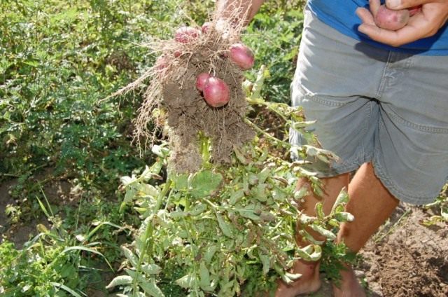 Klonal selektsiyadan keyin kartoshka hosildorligi