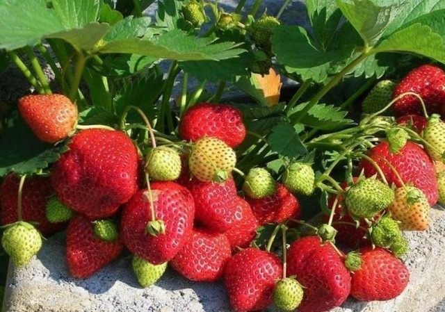 Куст ремонтантной клубники в горшке