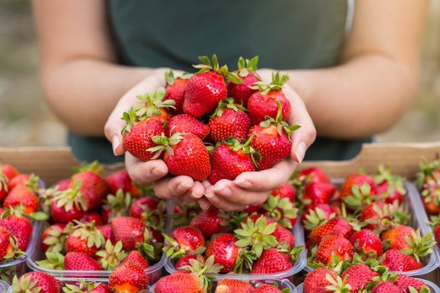 Самые урожайные сорта земляники садовой: обзор 10 сортов с продуктивностью до 3,5 кг с куста