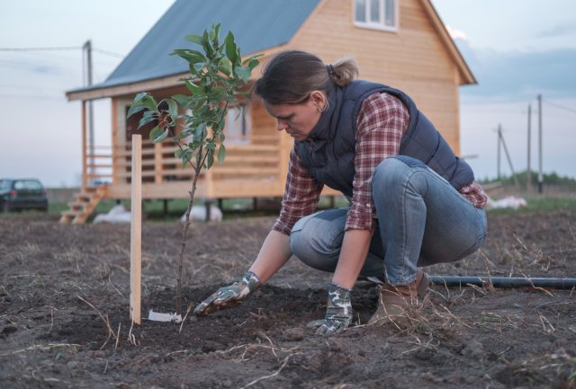 Сроки посадки плодовых деревьев: выбор между весной и осенью для разных регионов