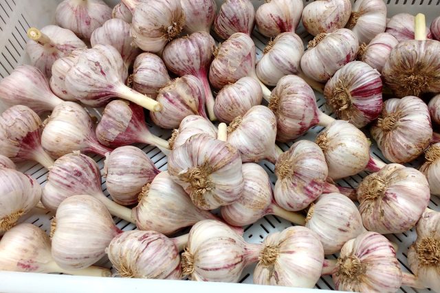 Сухая чистка чеснока