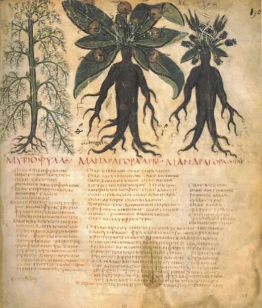 Историческое изображение корня мандрагоры