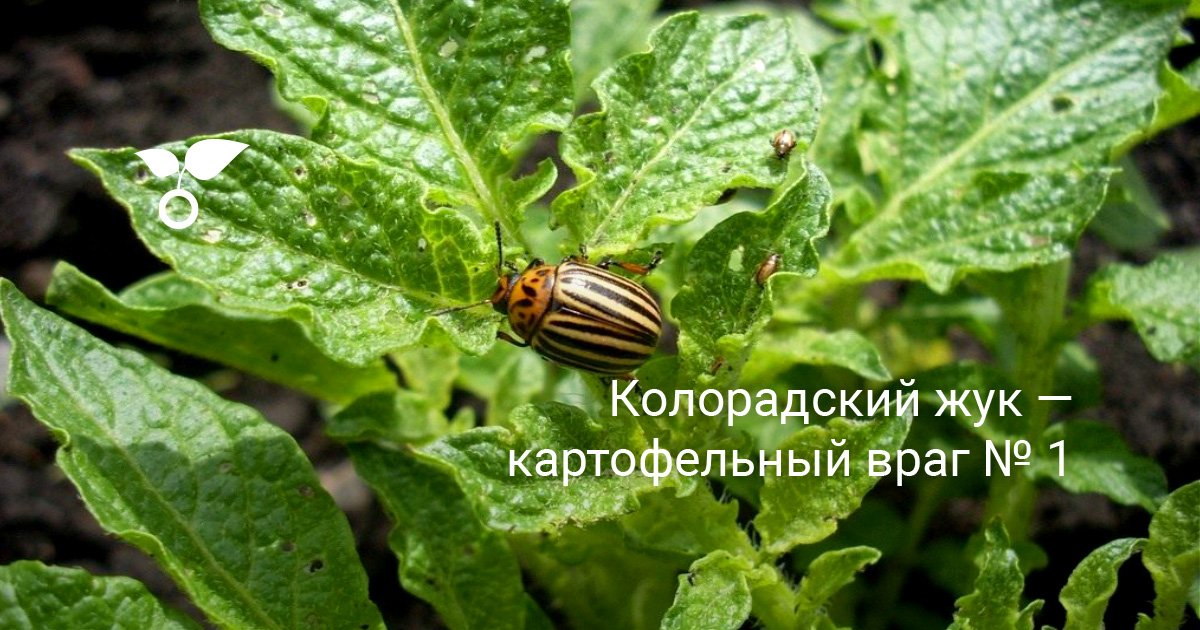 История появления колорадского жука и эффективные методы борьбы с ним
