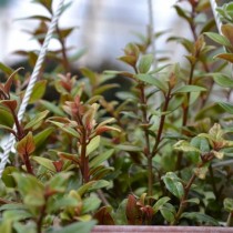 Колумнея ведрарская (Columnea х vedrariensis) Колумнея ведрарская