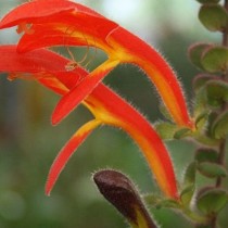 Колумнея мелколистная (Columnea microphylla) Колумнея мелколистная