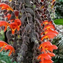 Колумнея мелкочашечковая (Columnea microcalyx) Колумнея мелкочашечковая