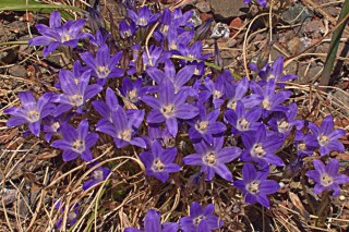Бродиэя малая (Brodiaea minor) Бродиэя малая в горшке