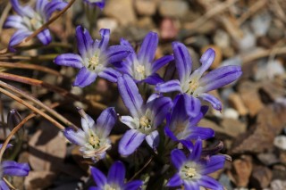 Бродиэя приземистая (Brodiaea terrestris) Бродиэя приземистая