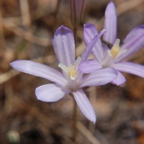 Бродиэя калифорнийская (Brodiaea californica) Бродиэя калифорнийская