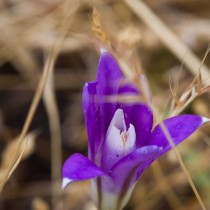 Бродиэя венечная, или венковая, или крупноцветковая (Brodiaea coronaria) Бродиэя венечная