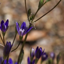 Бродиэя звездчатая (Brodiaea stellaris) Бродиэя звездчатая