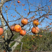 Хурма Виргинская (Diospyros virginiana) Хурма Виргинская
