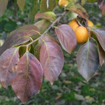 Хурма Восточная (Diospyros kaki) Хурма Восточная