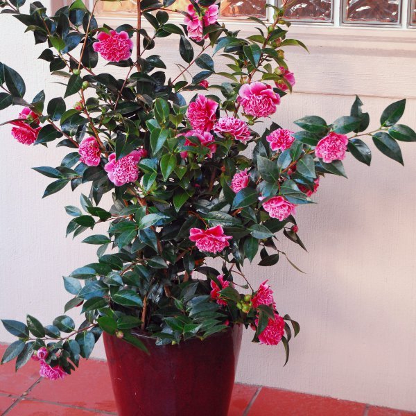Камелия японская (Camellia japonica) Цветущая камелия японская в горшке