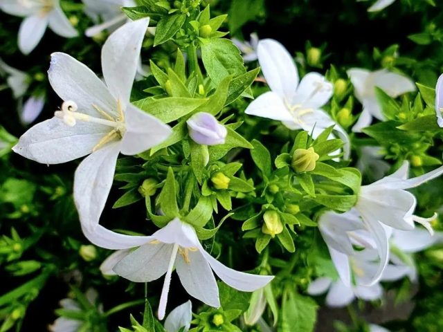Обычно для выращивания дома выбирают кампанулу равнолистную (Campanula isophylla), уроженку Средиземноморья. Кампанула на светлом подоконнике