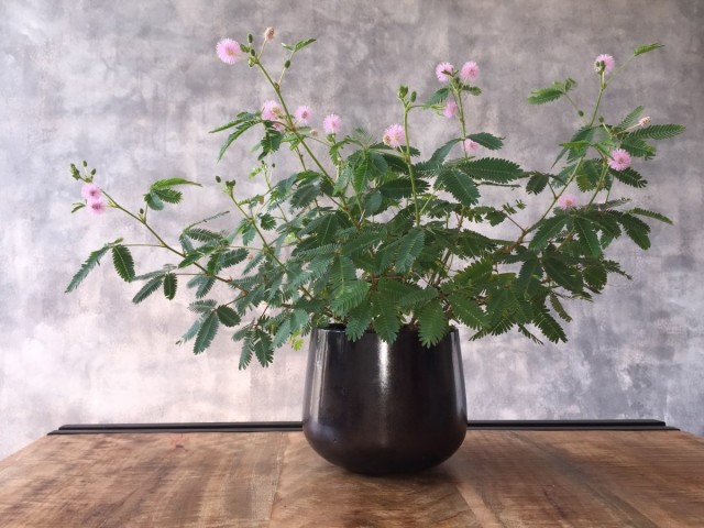 Мимоза стыдливая (Mimosa pudica) Цветение мимозы стыдливой