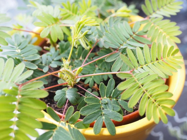 Мимоза стыдливая (Mimosa pudica) Зелень мимозы стыдливой