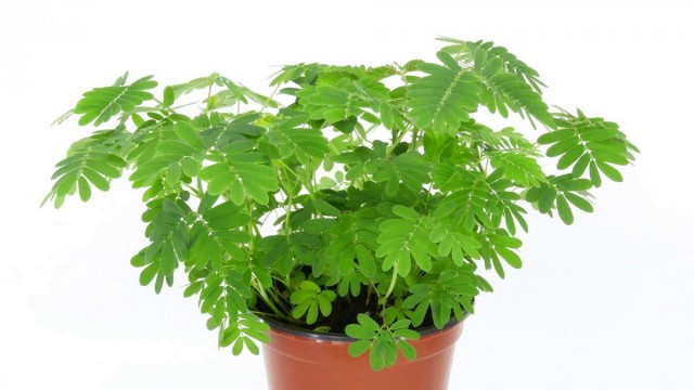 Мимоза стыдливая (Mimosa pudica) Молодой росток мимозы стыдливой