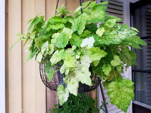 Толмия Мензиса (Tolmiea menziesii) Детальное строение листа толмии Мензиса
