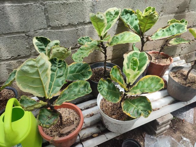 Rangli shakl - Ficus lyrata 'Variegata' Ficus lyrata rang-barang xilma-xilligi