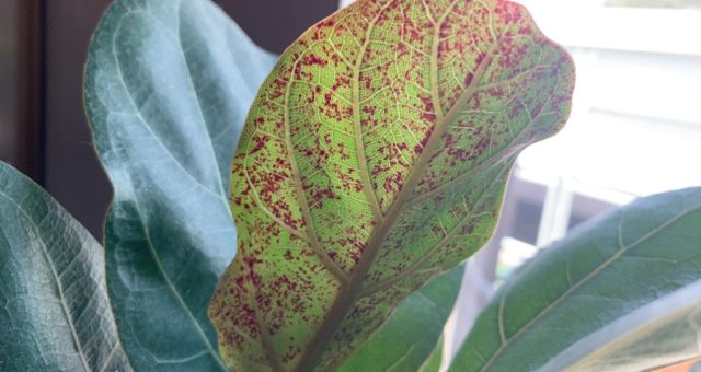 Bu ficuslar haqida eng ko'p uchraydigan shikoyatlardan biri barglarning dog'lanishi. Ficus lyrata barglarining shikastlanish belgilari