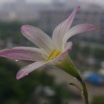 Габрантус мощный в горшечной культуре