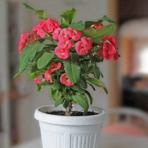 Молочай Милля, или Молочай блестящий (Euphorbia milii) Цветущий молочай Милля в горшке
