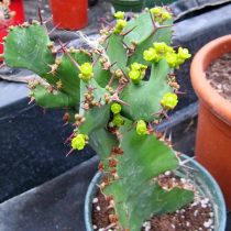 Молочай крупнорогий (Euphorbia grandicornis) Молочай крупнорогий с колючками