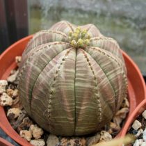 Молочай тучный (Euphorbia obesa) Молочай тучный крупным планом
