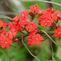 Молочай сверкающий (Euphorbia fulgens) Молочай сверкающий цветение