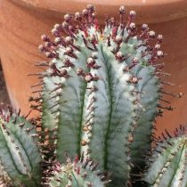 Молочай ощетиненный (Euphorbia horrida) Молочай ощетиненный текстура