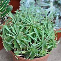 Молочай дыневидный (Euphorbia meloformis) Молочай дыневидный в горшке